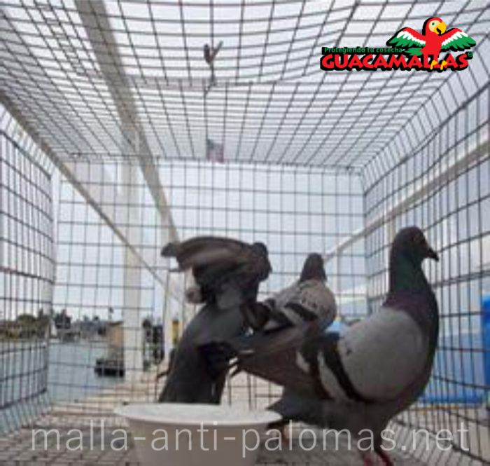 palomas en jaula con red antipajaro