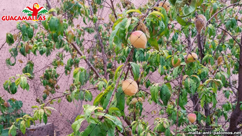 control de palomas